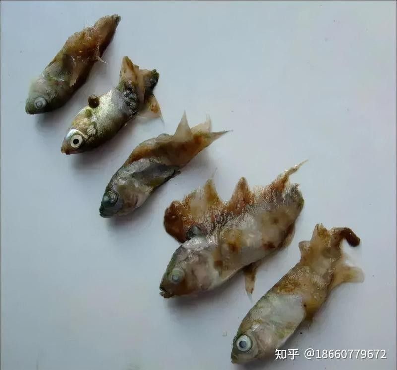 龍魚腮腫得很厲害怎么辦