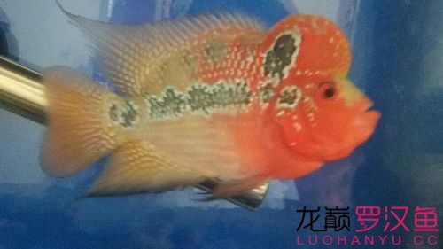 小清新到家報個到