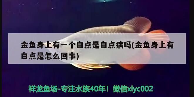 金魚身上有一個白點是白點病嗎(金魚身上有白點是怎么回事)