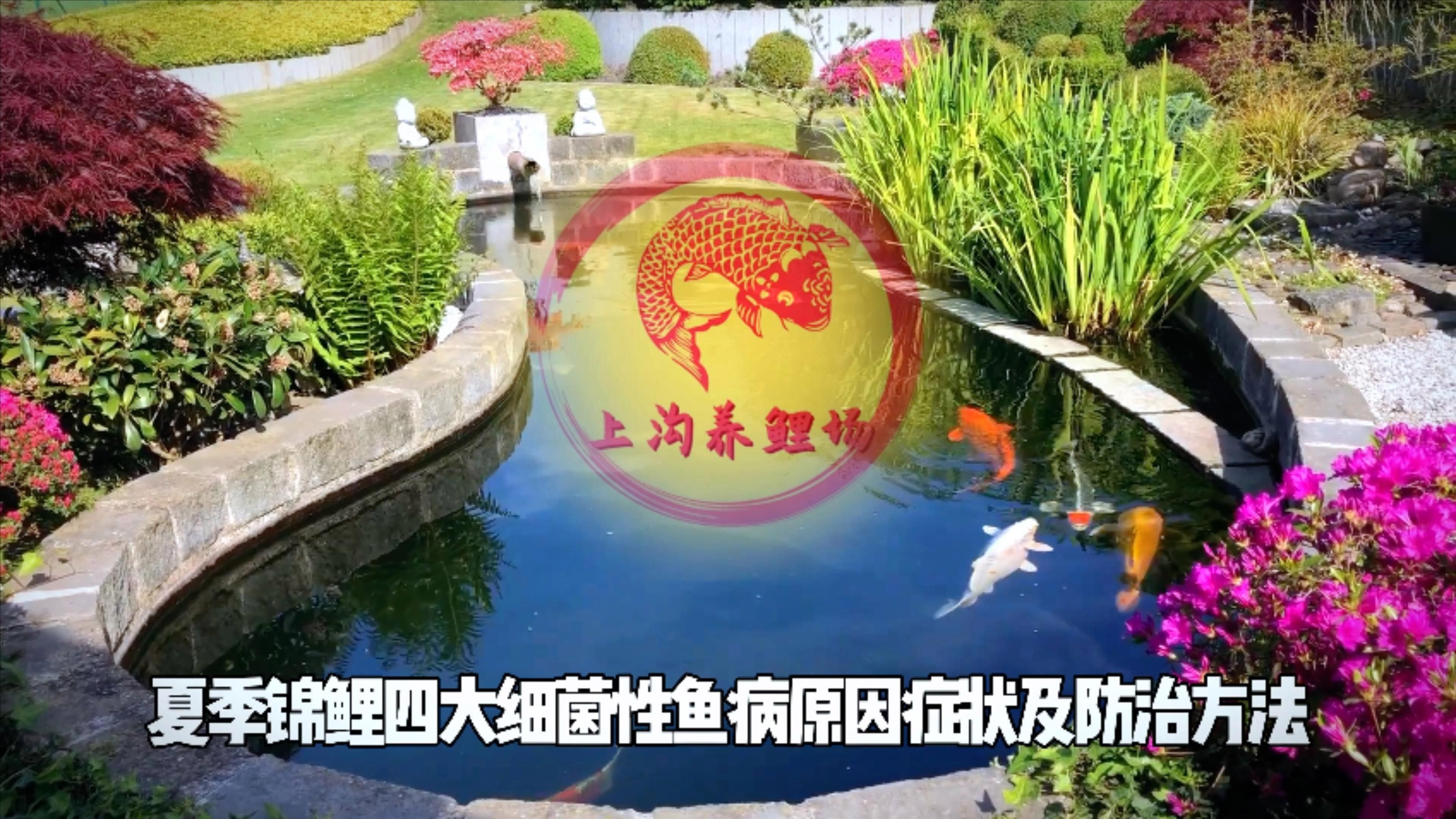 錦鯉常見的幾種疾病圖片