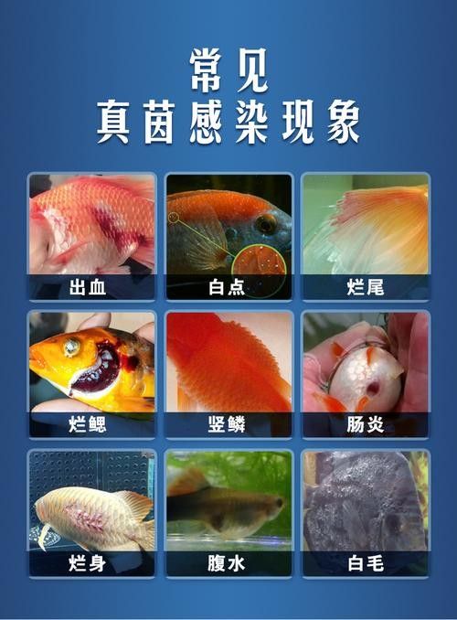 錦鯉常見的幾種疾病圖片