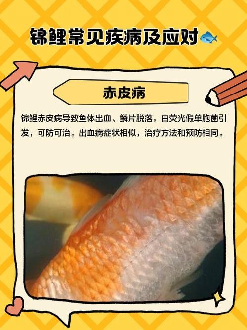 錦鯉常見的幾種疾病圖片