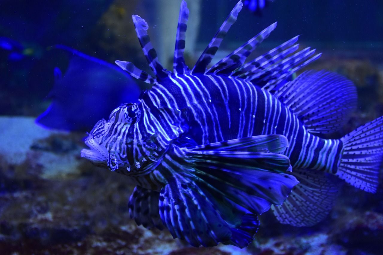 南昌魚缸回收上門電話號碼查詢大全（魚缸加熱棒多少錢一個誰可以說下）
