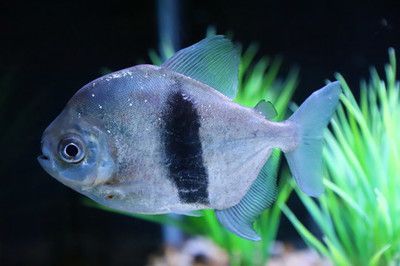 粗線銀板魚適宜水溫范圍，粗線銀板魚的適宜水溫范圍是多少