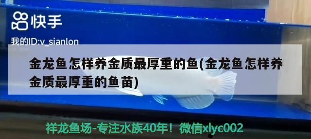 金龍魚怎樣養金質最厚重的魚(金龍魚怎樣養金質最厚重的魚苗)