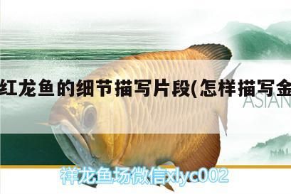 挑選紅龍魚的細節描寫片段(怎樣描寫金龍魚)