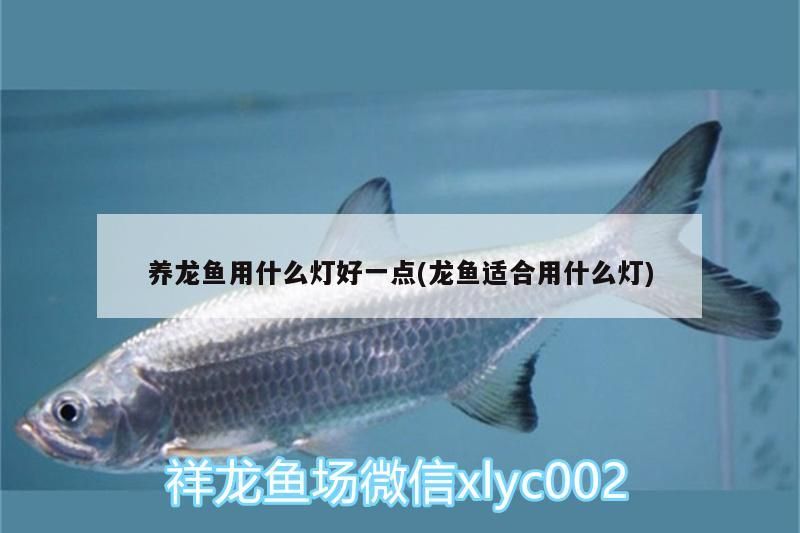 養龍魚用什么燈好一點(龍魚適合用什么燈)