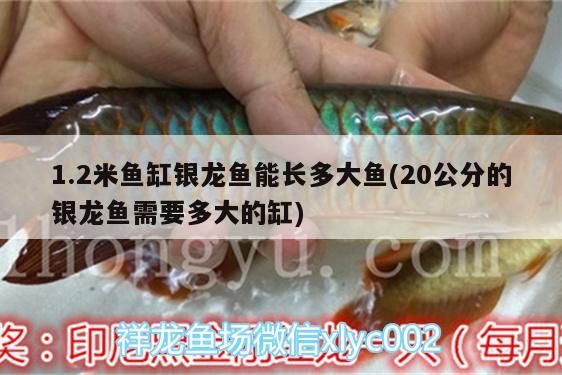 龍魚發色時間表最新（龍魚發色是什么意思）