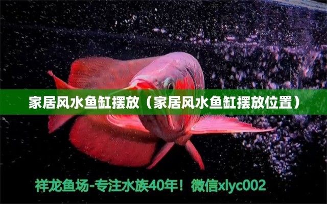 河間觀賞魚批發市場在哪（河間觀賞魚批發市場在哪個位置）