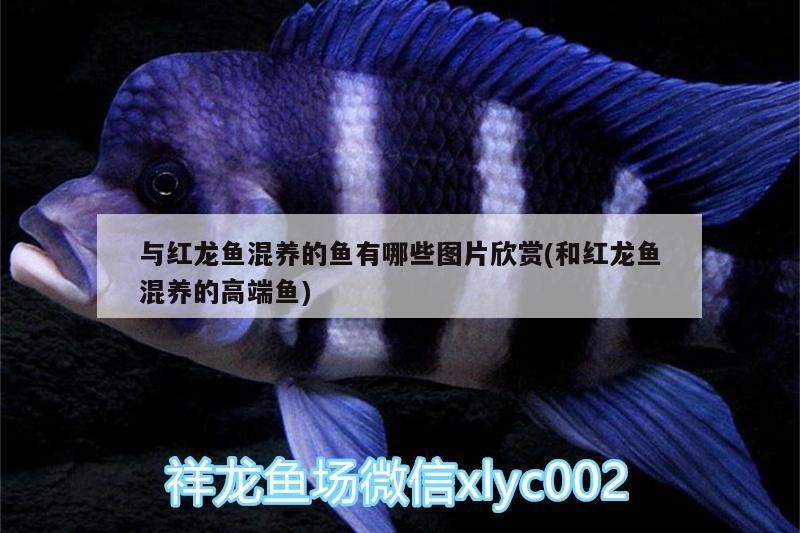 與紅龍魚混養的魚有哪些圖片欣賞(和紅龍魚混養的高端魚) 與紅龍魚混養的魚有哪些圖片欣賞(和紅龍魚混養的高端魚) 觀賞魚百科