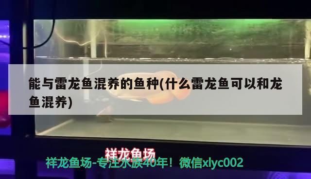 能與雷龍魚混養的魚種(什么雷龍魚可以和龍魚混養)