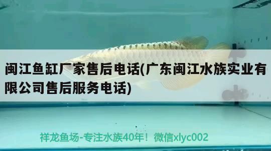 印尼紅龍魚發色過程視頻大全圖片高清(印尼紅龍魚發色過程視頻大全圖片高清版)