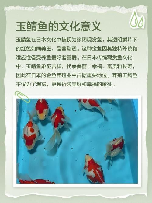 日本玉鯖魚 日本玉鯖魚 觀賞魚百科 第4張