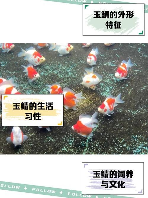 日本玉鯖魚 日本玉鯖魚 觀賞魚百科 第2張