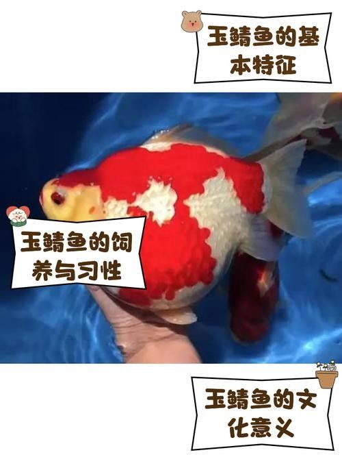 日本玉鯖魚 日本玉鯖魚 觀賞魚百科 第6張