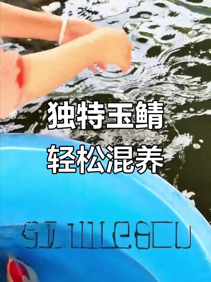 日本玉鯖魚 日本玉鯖魚 觀賞魚百科 第9張