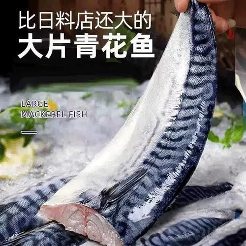 日本玉鯖魚 日本玉鯖魚 觀賞魚百科 第11張