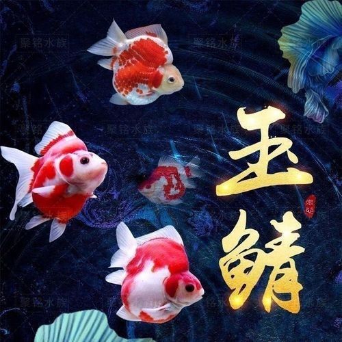 日本玉鯖魚 日本玉鯖魚 觀賞魚百科 第10張