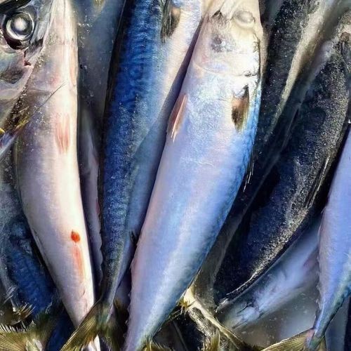日本玉鯖魚 日本玉鯖魚 觀賞魚百科 第12張