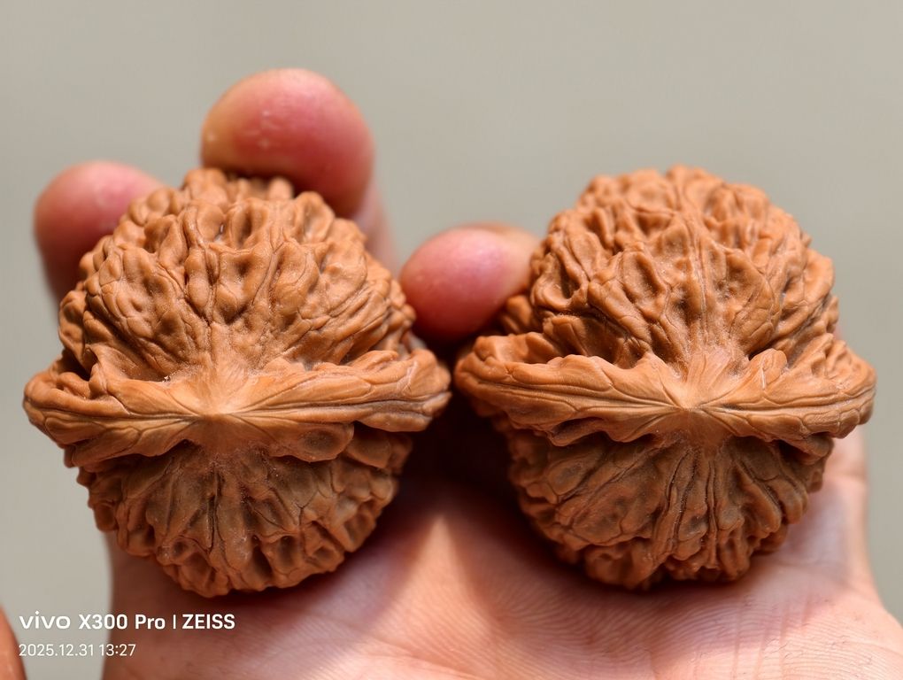 【淶水麻核桃·邯鄲蓮花1200包郵】 龍魚論壇 第3張 【淶水麻核桃·邯鄲蓮花1200包郵】 【淶水麻核桃·邯鄲蓮花1200包郵】 龍魚論壇 第3張