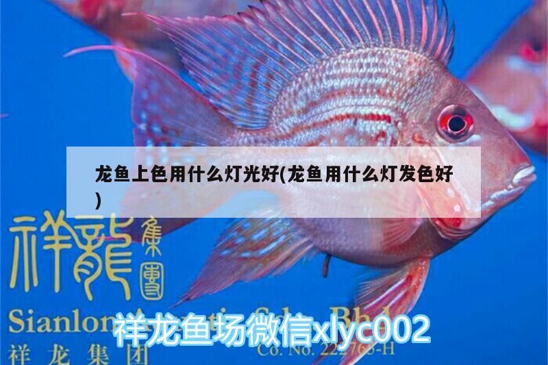 龍魚上色用什么燈光好(龍魚用什么燈發(fā)色好)