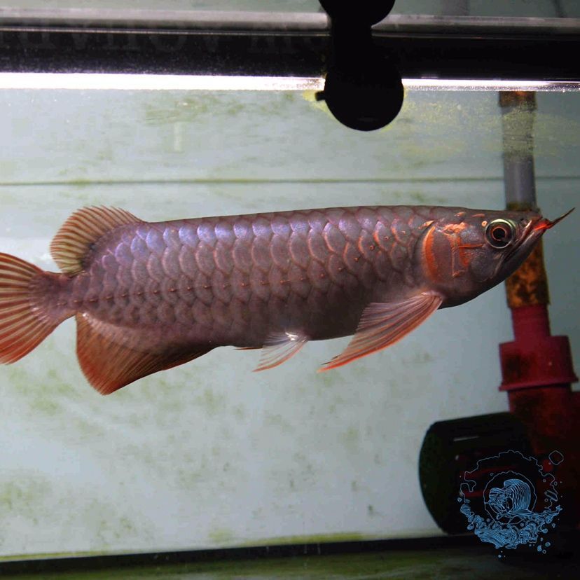 烏蘭浩特哪有觀賞魚賣的啊（烏蘭浩特哪里有賣魚缸的）