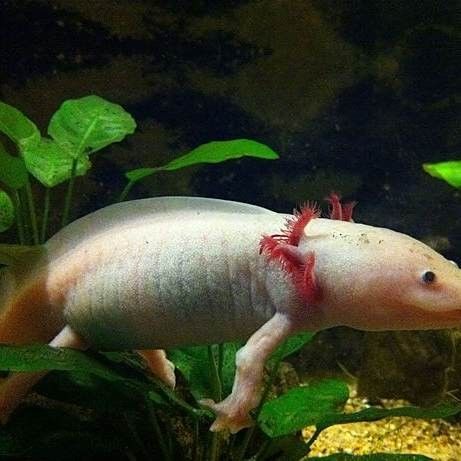 六腳恐龍魚可以在路上爬嗎