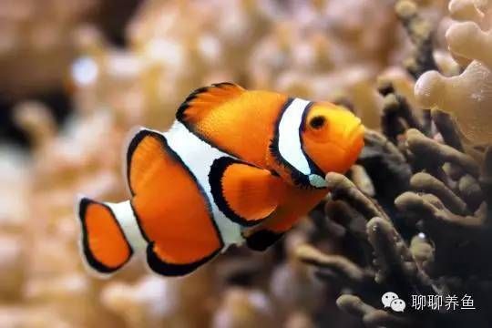 古典過背金龍魚用什么燈光好看：古典過背金龍魚應該使用哪種類型的燈光？