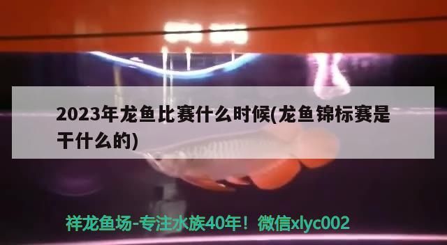 2023年龍魚比賽什么時候(龍魚錦標賽是干什么的)