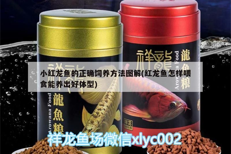 小紅龍魚的正確飼養方法圖解(紅龍魚怎樣喂食能養出好體型)