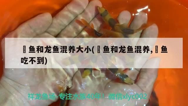 魟魚和龍魚混養大小(魟魚和龍魚混養,魟魚吃不到)