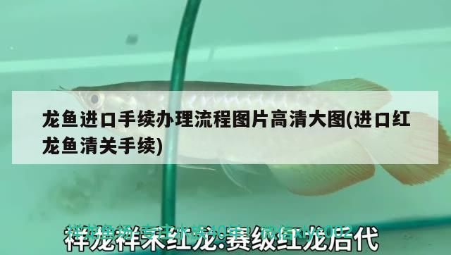 龍魚進(jìn)口手續(xù)辦理流程圖片高清大圖(進(jìn)口紅龍魚清關(guān)手續(xù))