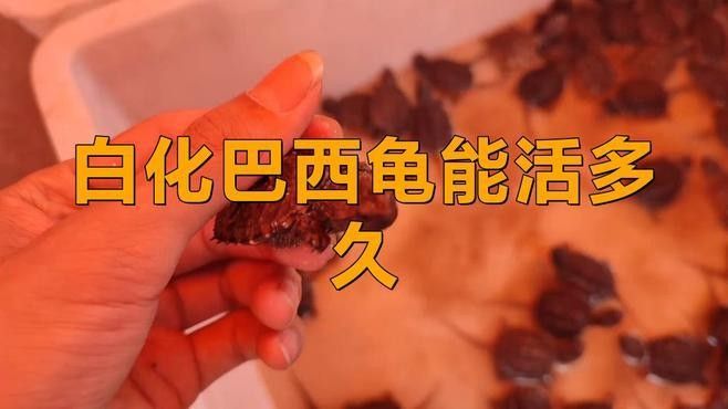 白化巴西龜能活多久