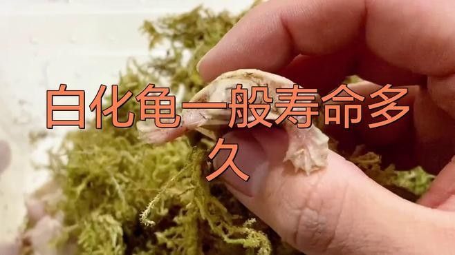 白化巴西龜能活多久
