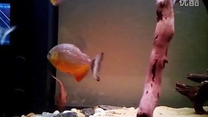 胭脂孔雀龍魚混養技巧分享（混養胭脂孔雀龍魚需要考慮密度、喂食、水質以及選擇混養技巧）
