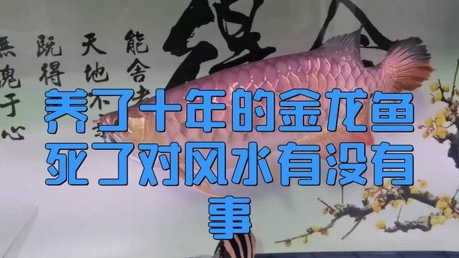 龍魚死掉有什么說(shuō)法么