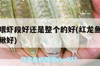 龍魚組缸喂魚