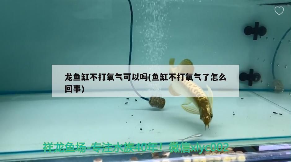 龍魚缸不打氧氣可以嗎(魚缸不打氧氣了怎么回事)