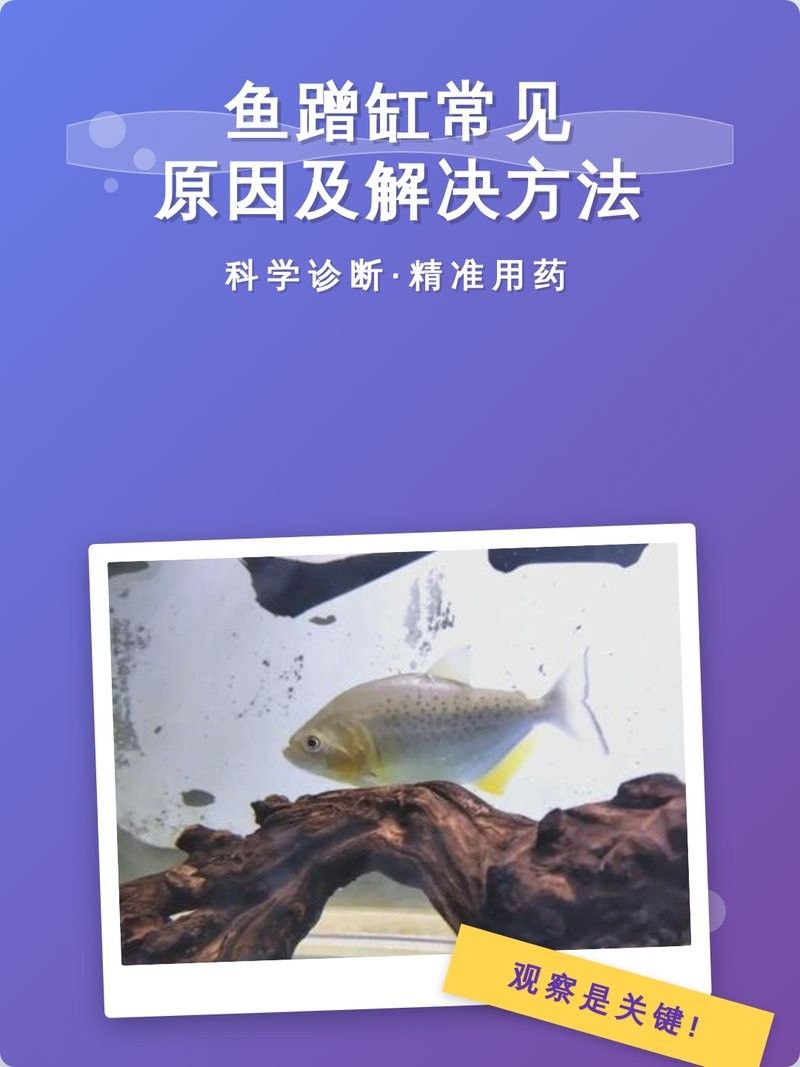 魚蹭缸用什么藥治最快