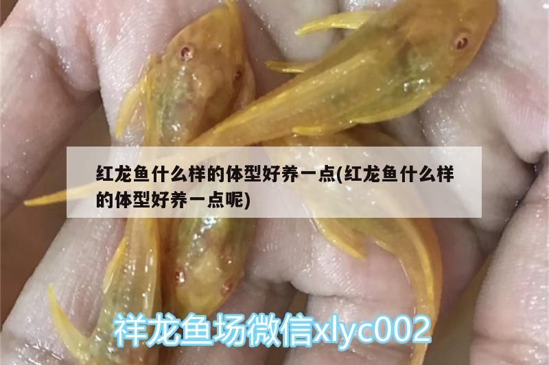 紅龍魚什么樣的體型好養一點(紅龍魚什么樣的體型好養一點呢)