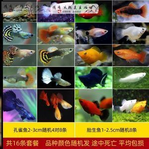 大體型觀賞魚品種(大體型觀賞魚品種概述大體型觀賞魚品種有哪些) 觀賞魚百科 第4張 大體型觀賞魚品種(大體型觀賞魚品種概述大體型觀賞魚品種有哪些) 大體型觀賞魚品種(大體型觀賞魚品種概述大體型觀賞魚品種有哪些) 觀賞魚百科 第4張