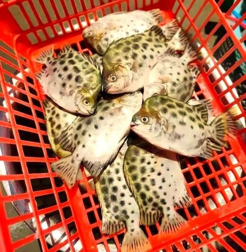 銀鼓魚為何被國家禁吃
