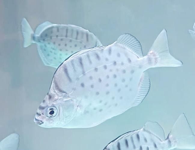 銀鼓魚為何被國家禁吃
