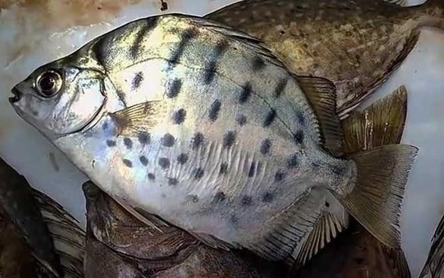 銀鼓魚為何被國家禁吃