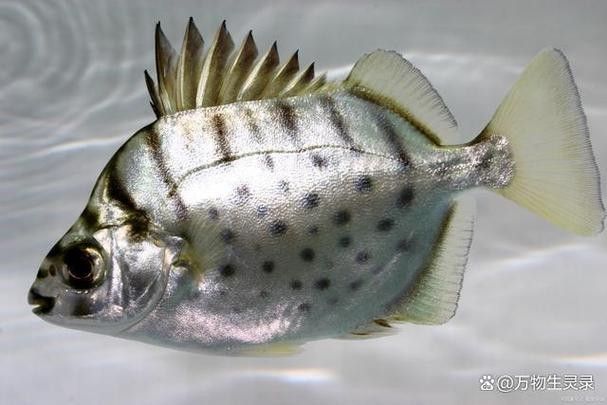 銀鼓魚為何被國家禁吃