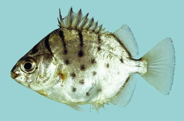 銀鼓魚為何被國家禁吃
