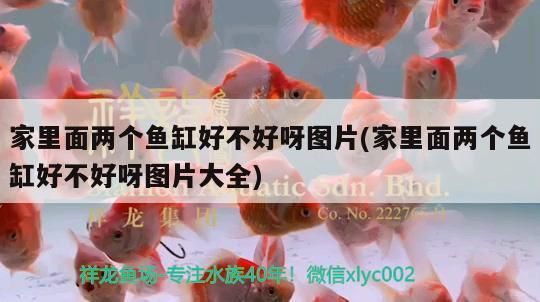 家里面兩個(gè)魚缸好不好呀圖片(家里面兩個(gè)魚缸好不好呀圖片大全)