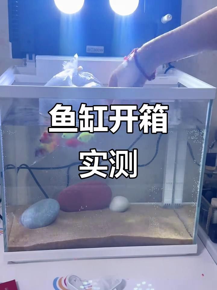 森森魚缸好嗎 森森魚缸好嗎 觀賞魚百科 第10張