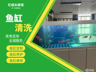雷龍魚值得養嗎知乎推薦