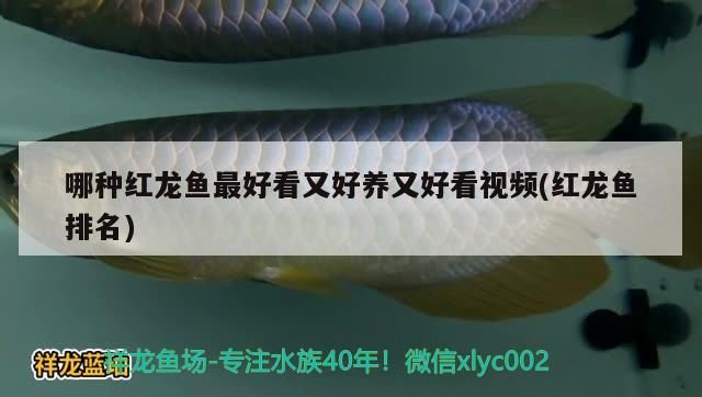 哪種紅龍魚最好看又好養又好看視頻(紅龍魚排名)